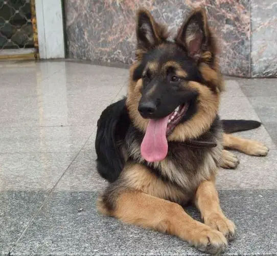 德國(guó)牧羊犬