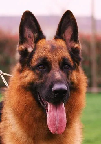 德國(guó)牧羊犬