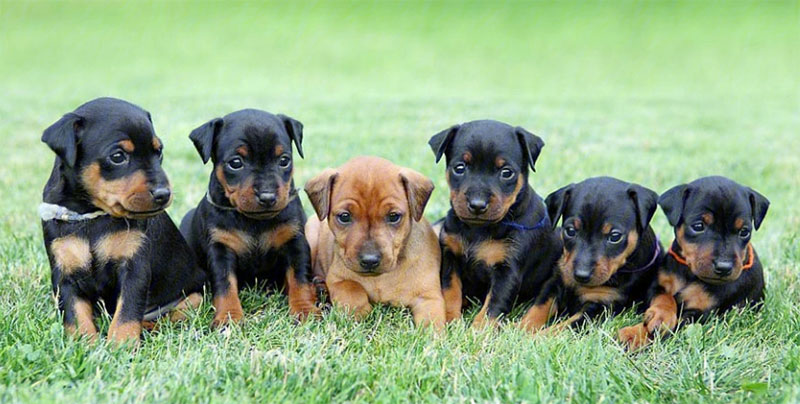 杜賓犬的形态特征是怎樣的